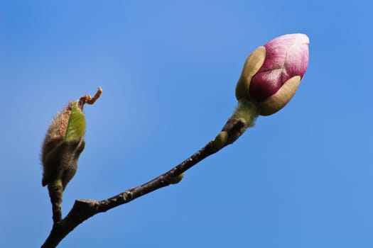 Bud of a tree on blue sky