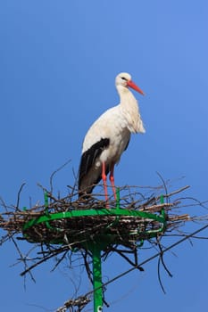stork in the nest and a blue sky