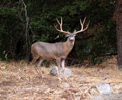 Male Deer grazing in Mariposa Grove in Yosemite National Park, California