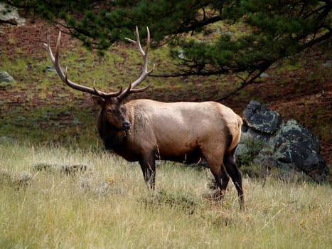 Male elk grazes in Rocky Mountain National Park, Colorado