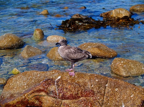 Juvenile Western Seagull standing on a rock.