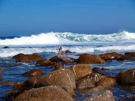 Juvenile Western Seagull standing on a rock with a huge wave crashing behind it.