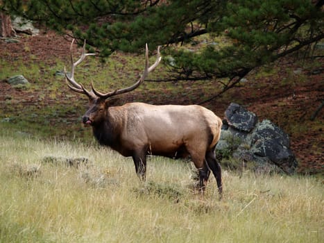 Male elk licking lips in Rocky Mountain National Park, Colorado