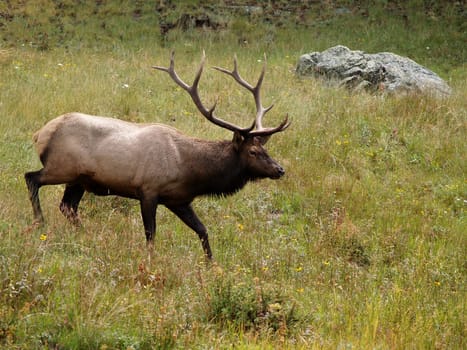 Male elk in Rocky Mountain National Park, Colorado
