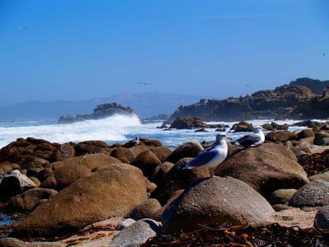A pair of seagulls sunning on the rocks with waves crashing behind them.