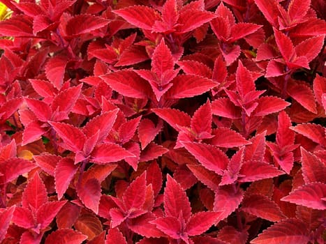 Red Coleus used as a ground cover to fill a flowerbed.