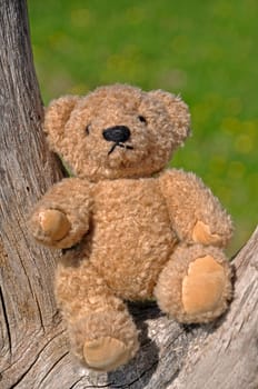 Teddy bear