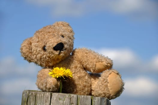 Teddy bear