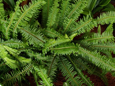 Fern used as a groundcover in a flowerbed.