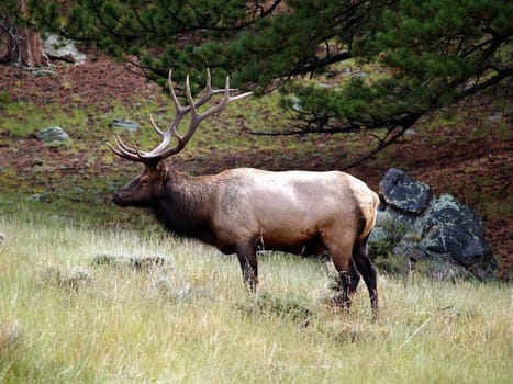 Male bull elk standing in Rocky Mountain Nation Park.