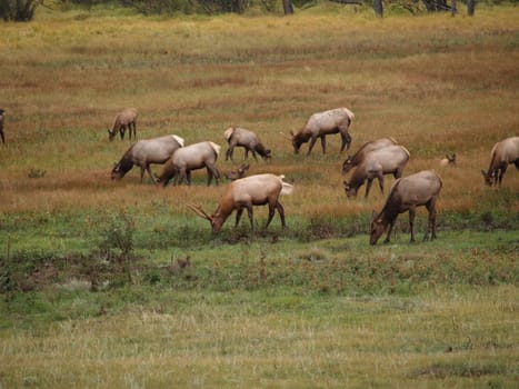 Herd of elk grazing in Rocky Mountain National Park.