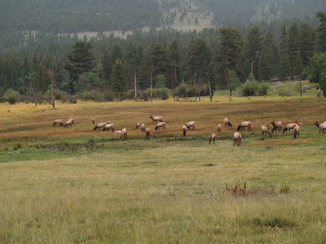 Herd of elk grazing in Rocky Mountain National Park.