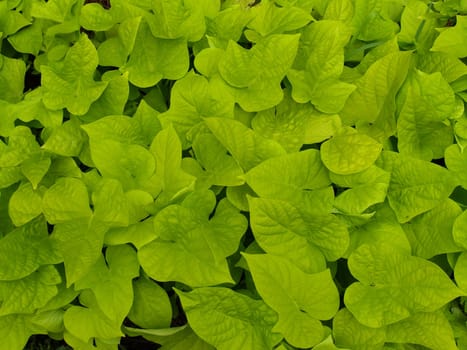 Ornamental sweet potato vine used to fill a flower bed.