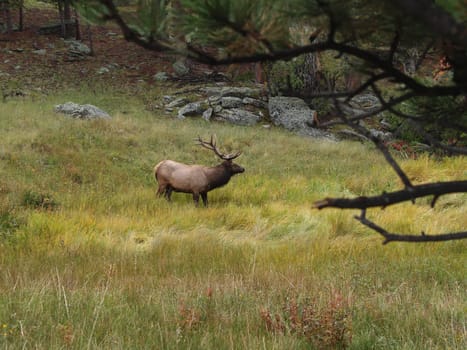 Elk grazing in Rocky Mountain National Park.
