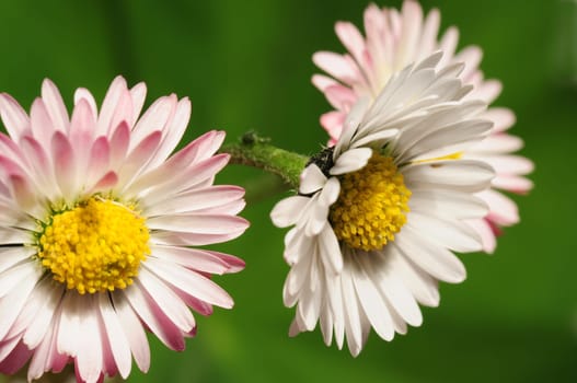 Daisy