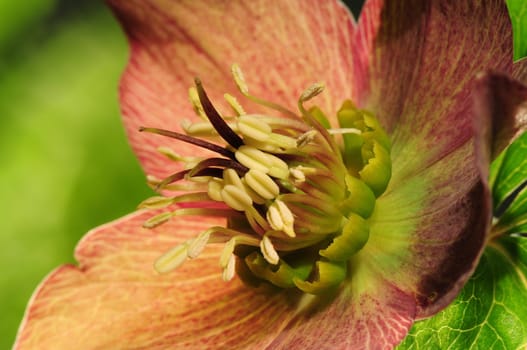 Christmas roses