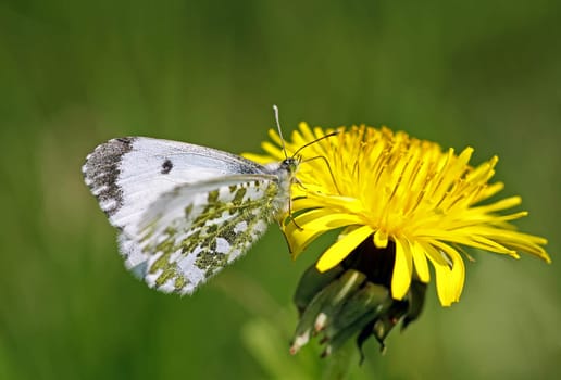Anthocharis cardamines
