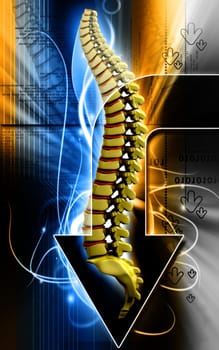 Digital illustration of back bone in colour background