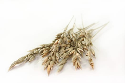 some panicles of oats against white background