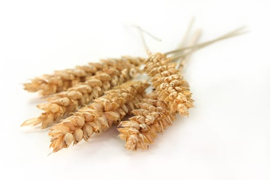 Some ears of wheat against white background