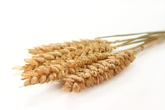 Some ears of wheat against white background