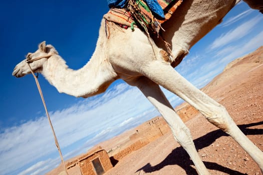 White camel against cloudy blue sky. Concept for adventure holidays.