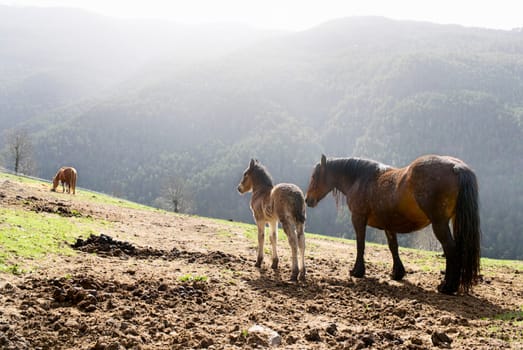 A foal and a mare in the mountains of the Pyrenees in the early morning,north of Catalonia,Spain,Europe