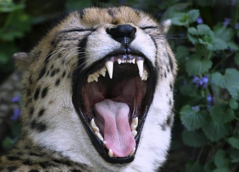 Show Teeth II
