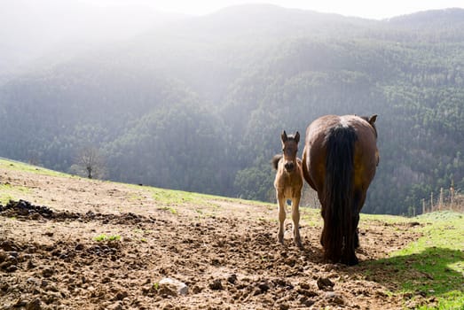 A foal and a mare in the mountains of the Pyrenees in the early morning,north of Catalonia,Spain,Europe