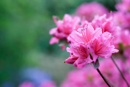 The color pink