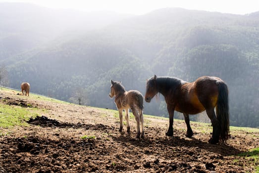 A foal and a mare in the mountains of the Pyrenees in the early morning,north of Catalonia,Spain,Europe