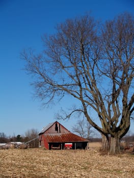 Large leafless maple tree next to an old barn in front of a harvested corn field.