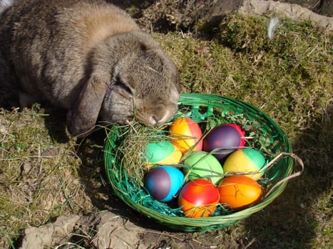 Easter Bunny