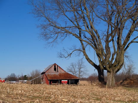 Leafless Maple Tree Next to an Old Barn