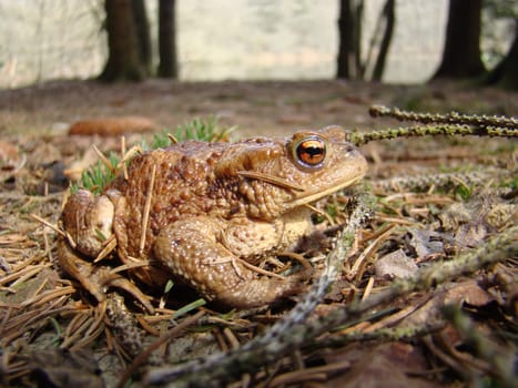 Common toad at the spawning water in the Reinhardswald