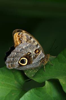 Banana Butterfly