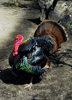 turkey