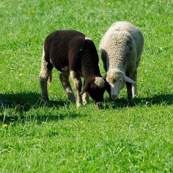 flock of sheep