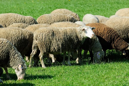flock of sheep