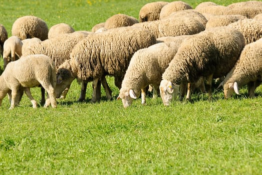 flock of sheep