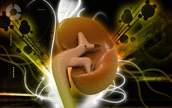 Digital illustration of kidney in colour background