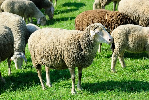 flock of sheep