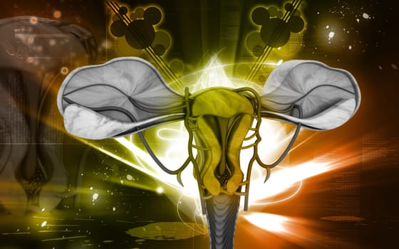 Digital illustration of Uterus in colour background