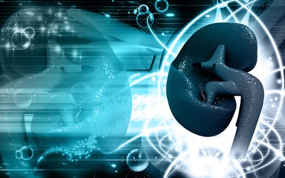 Digital illustration of kidney in colour background