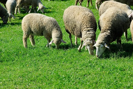 flock of sheep