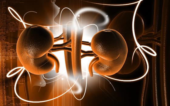 Digital illustration of kidney in colour background