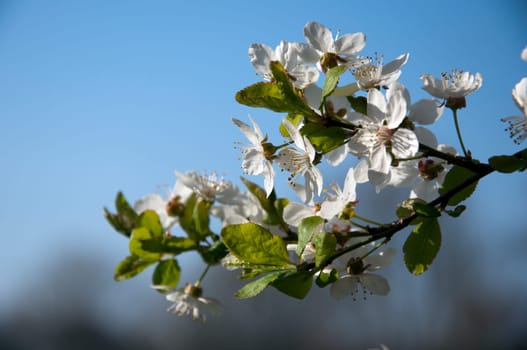 Mirabelle plum blossom - Prunus domestica - in a close-up - blurred background