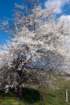 Mirabelle plum blossom - Prunus domestica - in the background sky with clouds and a willow
