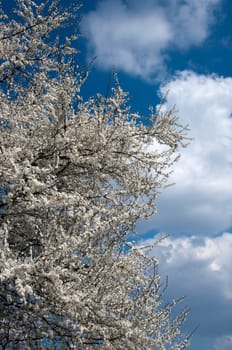 Mirabelle plum blossom - Prunus domestica - in the background sky with clouds