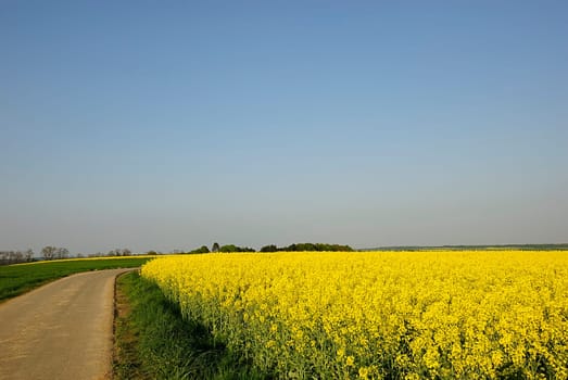 Rapeseed fields